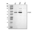 Anti-PCSK9 Antibody Picoband®