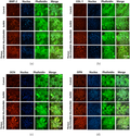 Anti-Collagen I/COL1A1 Antibody Picoband®