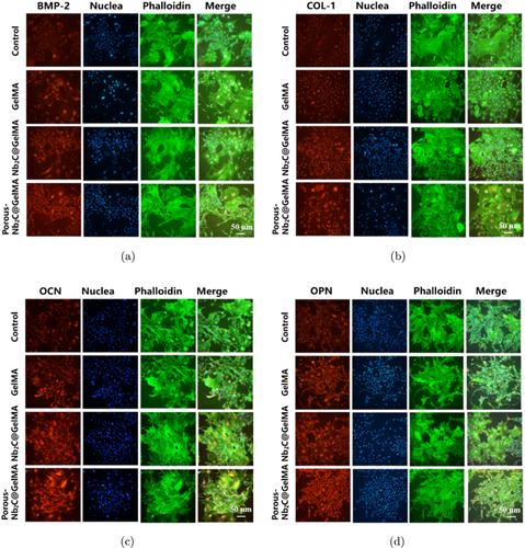 Anti-Collagen I/COL1A1 Antibody Picoband®