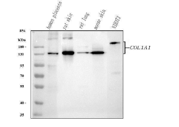 Anti-Collagen I/COL1A1 Antibody Picoband®
