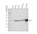 Anti-Protein NDRG2 NDRG2 Antibody Picoband®