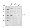 Anti-EIF2S2 Antibody Picoband®