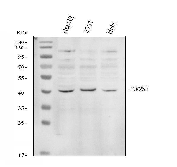 Anti-EIF2S2 Antibody Picoband®
