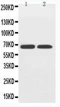 Anti-GLUT12 antibody, PA2167, Western blotting
Lane 1: PC-12 Cell Lysate
Lane 2: A549 Cell Lysate