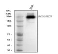 Anti-NKCC1/SLC12A2 Antibody Picoband®