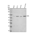 Anti-EGR2 Antibody Picoband®