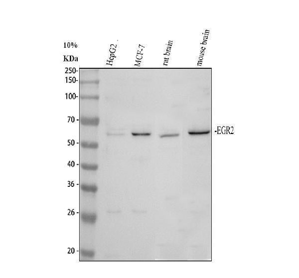 Anti-EGR2 Antibody Picoband®