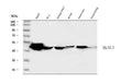 Anti-Hyaluronidase-1 HYAL1 Antibody Picoband®