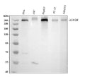 Anti-Mannose 6 Phosphate Receptor (Cation independent)/IGF2R Antibody Picoband®