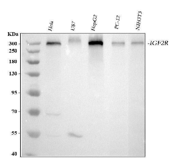 Anti-Mannose 6 Phosphate Receptor (Cation independent)/IGF2R Antibody Picoband®