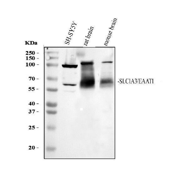Anti-EAAT1/SLC1A3 Antibody Picoband®