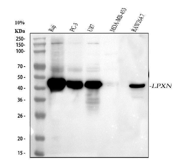Anti-Leupaxin/LPXN Antibody Picoband®