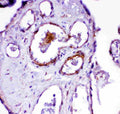 Anti-ACE antibody, PA2196-1, IHC(P)
IHC(P): Human Placenta Tissue