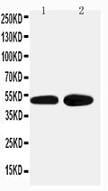 Anti-alpha 2a Adrenergic Receptor antibody, PA2197, Western blotting
Lane 1: HELA Cell Lysate
Lane 2: PANC Cell Lysate