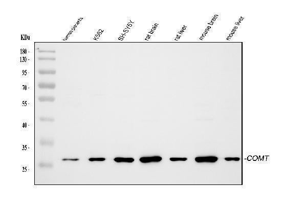 Anti-Catechol O-methyltransferase COMT Antibody Picoband®