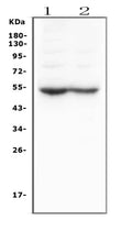 Anti-Dopamine Receptor D5/DRD5 Antibody Picoband®