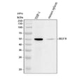 Anti-Interferon regulatory factor 8 IRF8 Antibody Picoband®