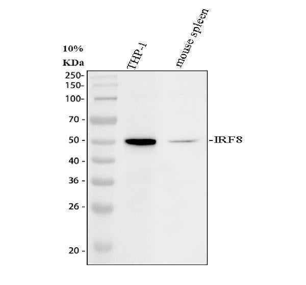 Anti-Interferon regulatory factor 8 IRF8 Antibody Picoband®