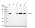 Anti-HNF6/ONECUT1 Antibody Picoband®