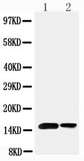 Anti-Sumo 1 antibody, PA2220, Western blotting
Lane 1: Rat Spleen Tissue Lysate
Lane 2: Human Placenta Tissue Lysate