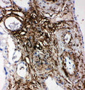 Anti-PLTP antibody, PA2228, IHC(P)
IHC(P): Human Placenta Tissue