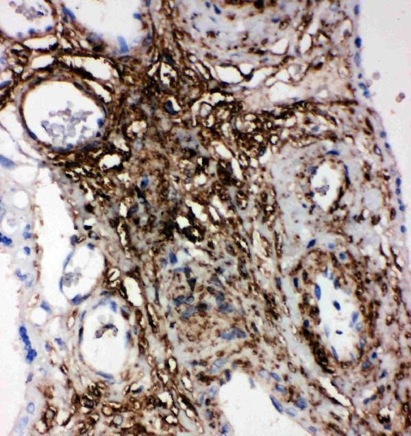 Anti-PLTP antibody, PA2228, IHC(P)
IHC(P): Human Placenta Tissue