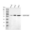 Anti-Cortisol Binding Globulin/SERPINA6 Antibody Picoband®