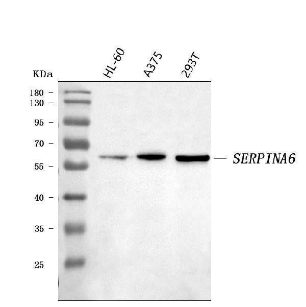 Anti-Cortisol Binding Globulin/SERPINA6 Antibody Picoband®