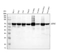 Anti-AIF/AIFM1 Antibody Picoband®