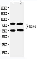 Anti-RGS9 Antibody Picoband®