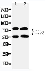 Anti-RGS9 Antibody Picoband®