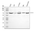 Anti-SGLT1/SLC5A1 Antibody Picoband®