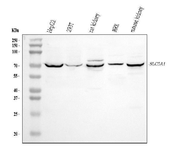 Anti-SGLT1/SLC5A1 Antibody Picoband®