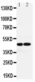 Anti-Vasopressin V1a receptor AVPR1A Antibody Picoband®