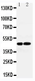 Anti-Vasopressin V1a receptor AVPR1A Antibody Picoband®
