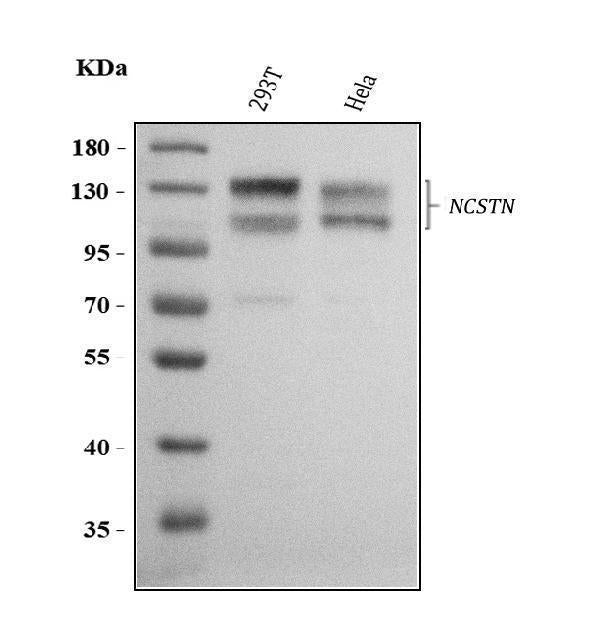Anti-Nicastrin/NCSTN Antibody Picoband®