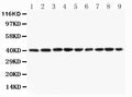 Anti-PON1 Antibody Picoband®