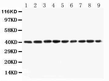 Anti-PON1 Antibody Picoband®