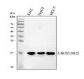 Anti-UBE2I/UBC9 Antibody Picoband®