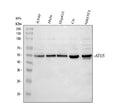 Anti-APG5L/ATG5 Antibody Picoband®