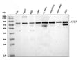 Anti-Apg7/ATG7 Antibody Picoband®