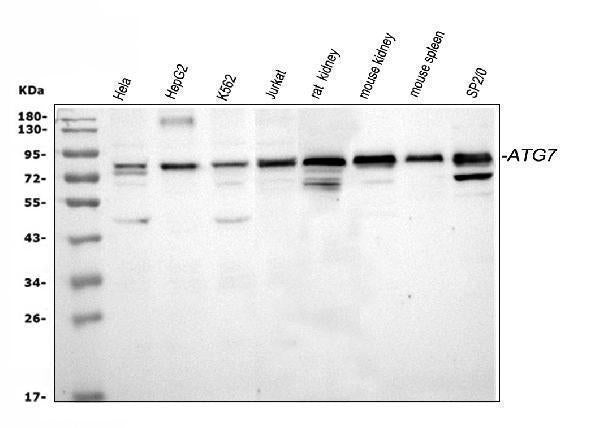Anti-Apg7/ATG7 Antibody Picoband®