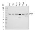 Anti-PRMT4/CARM1 Antibody Picoband®