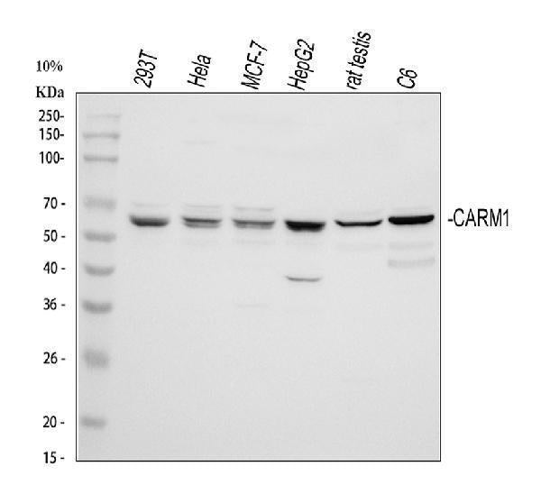 Anti-PRMT4/CARM1 Antibody Picoband®