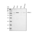 Anti-Band 4.1-like protein 1 EPB41L1 Antibody Picoband®