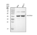 Anti-MEK4/MAP2K4 Antibody Picoband®