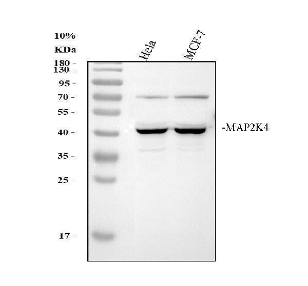 Anti-MEK4/MAP2K4 Antibody Picoband®