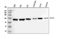 Anti-Tyrosine-protein kinase Mer MERTK Antibody Picoband®