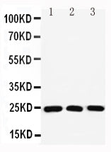 Anti-Ras-related protein Rab-11A Rab11A Antibody Picoband®