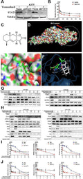 Anti-Transcription factor SOX-2 SOX2 Antibody Picoband®
